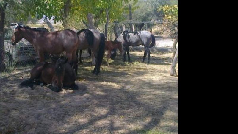 No aparecen los dueños de los animales secuestrados