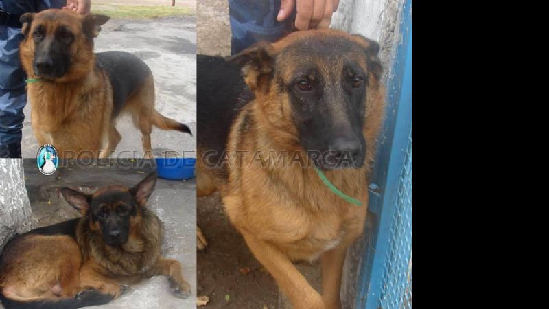 Encontraron tres perros