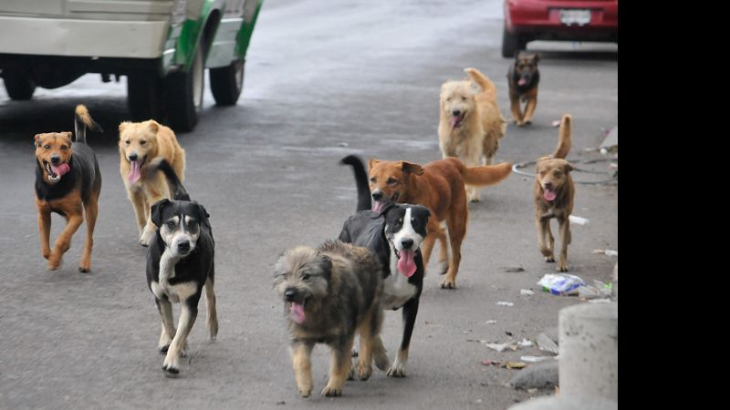 29 de abril: Día del Animal