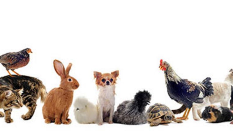 La Capital celebra el Día del Animal