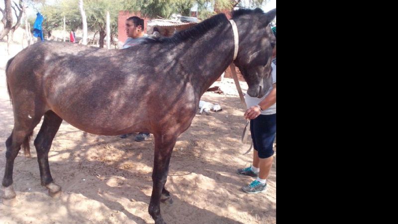 Secuestran un equino en La Paz