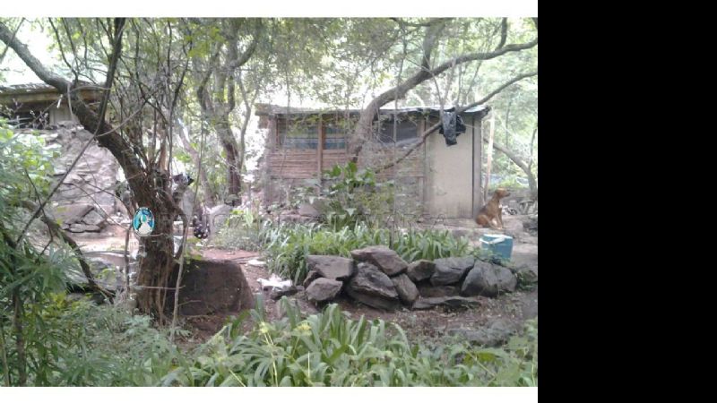 Incautan 63 plantas de marihuana