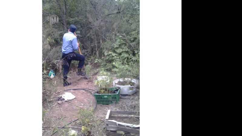 Incautan 63 plantas de marihuana