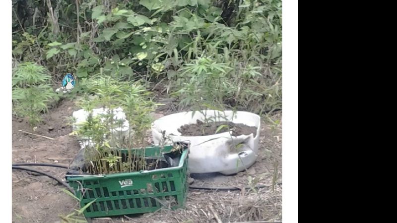 Incautan 63 plantas de marihuana