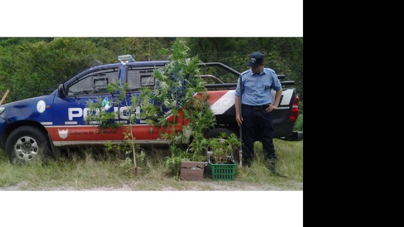 Incautan 63 plantas de marihuana