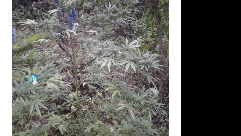 Incautan 63 plantas de marihuana