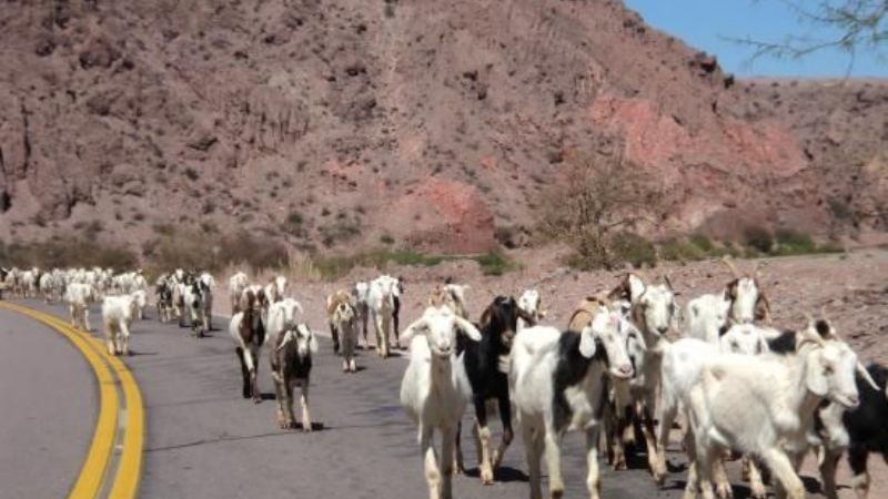 Dueños de animales secuestrados en la ruta tendrán hasta 40 días de arresto