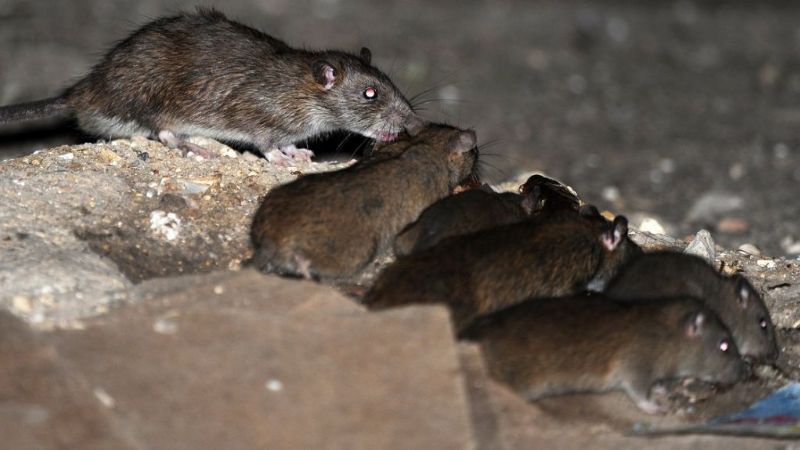 Invasión de ratas en El Alto