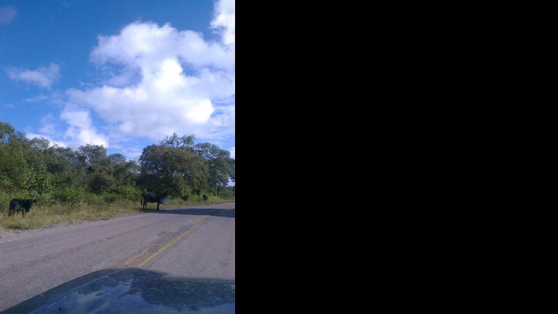 Advierten a propietarios de animales