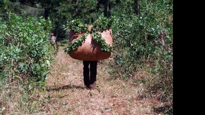 Cosecha récord de yerba mate pero con precios bajos