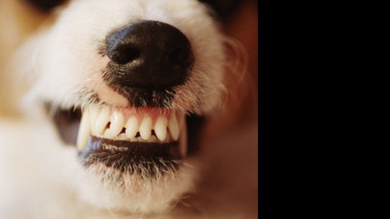 El perro de un vecino mordió a un niño