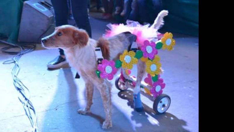 Más de 150 mascotas colmaron la Plaza El Aborigen