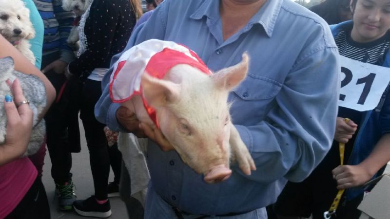 Más de 150 mascotas colmaron la Plaza El Aborigen