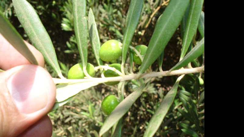 Según un informe, la crisis en la industria olivícola impacta fuerte en Catamarca