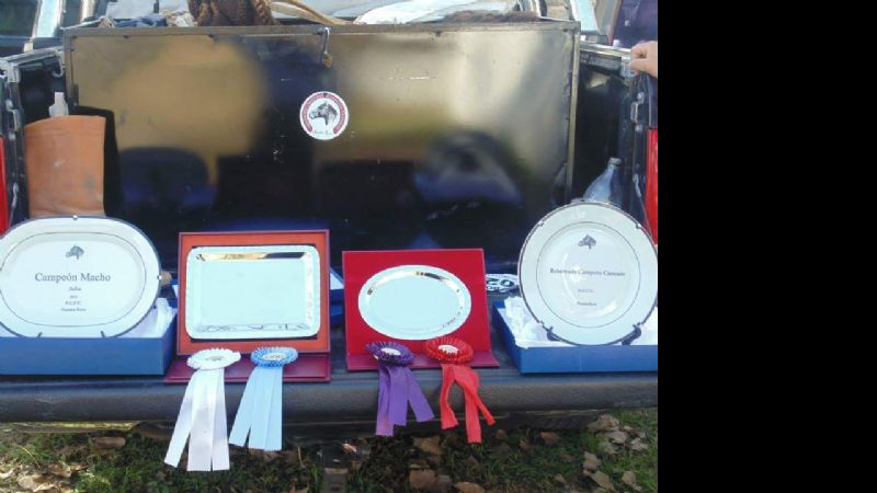 Catamarca tuvo una destacada actuación en la exposición de caballos criollos Salta B 2015