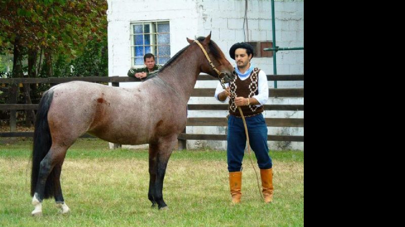 Catamarca tuvo una destacada actuación en la exposición de caballos criollos Salta B 2015