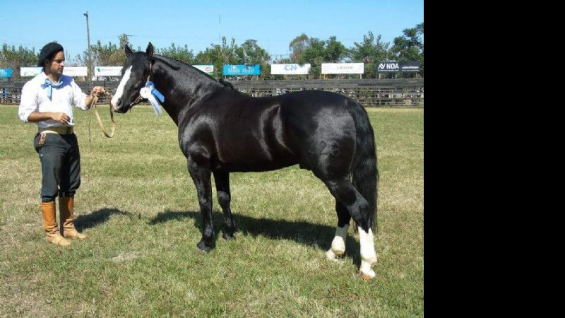 Catamarca tuvo una destacada actuación en la exposición de caballos criollos Salta B 2015
