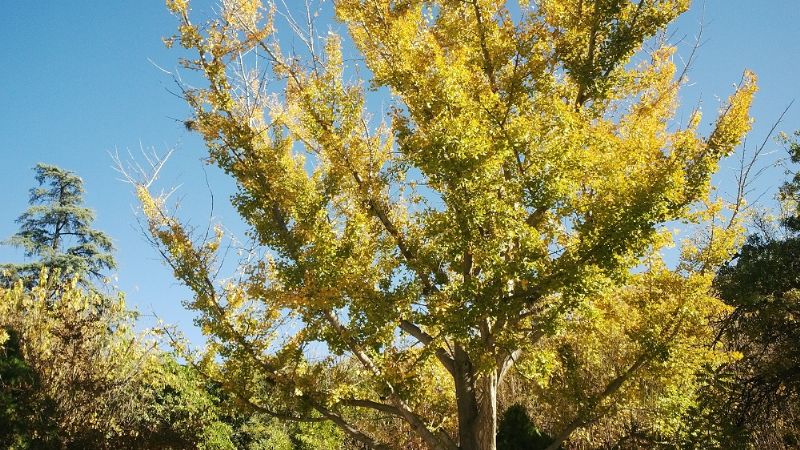 Piden tomar medidas para preservar el Ginkgo Biloba