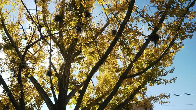 Aseguran que se priorizará el cuidado del Ginkgo Biloba