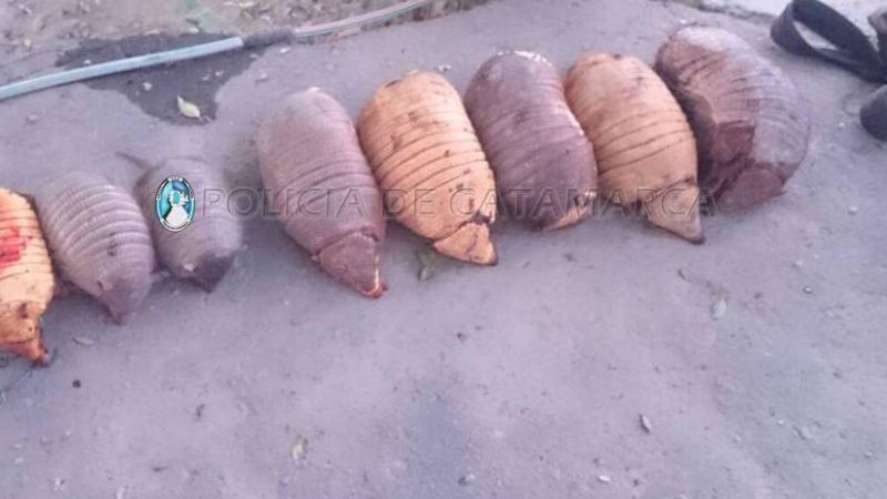 Secuestran ocho quirquinchos