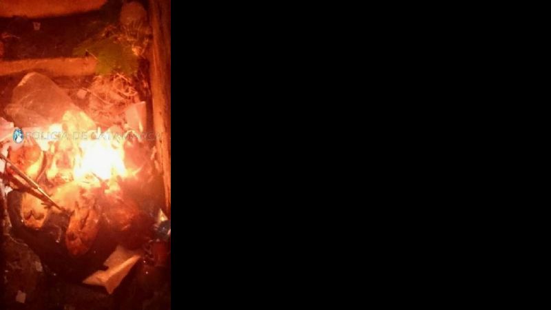 Secuestran ocho quirquinchos