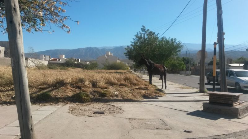 Un caballo de paseo por la ciudad