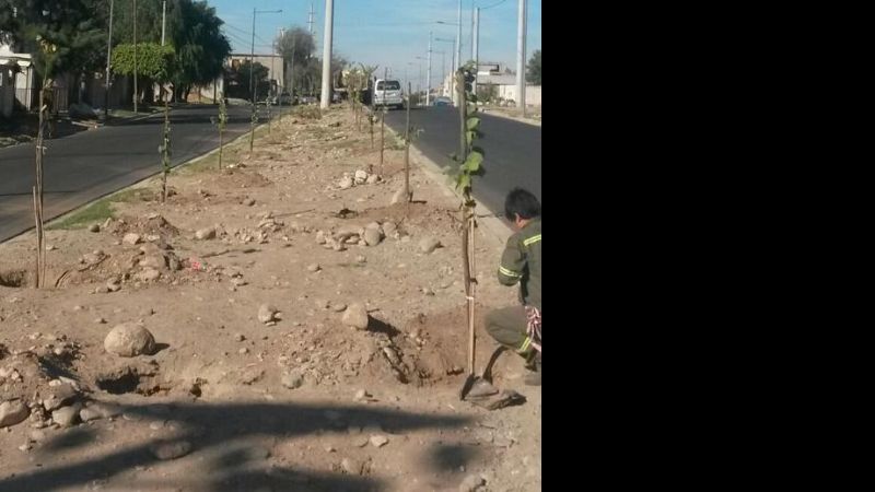 Comenzó la forestación en la Francisco Latzina