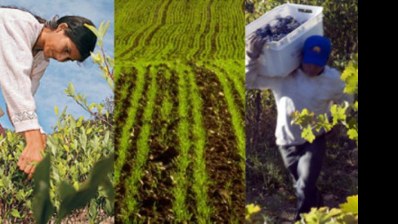 Las economías regionales del NEA y NOA son las más castigadas