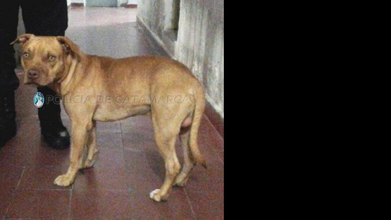 Buscan al dueño de un perro Pitbull