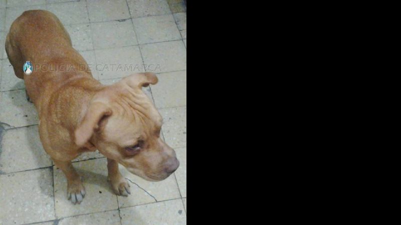 Buscan al dueño de un perro Pitbull