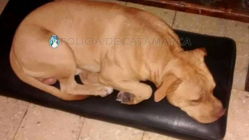 Buscan al dueño de un perro Pitbull