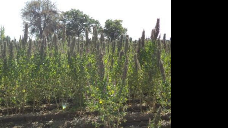 Se pondrá en marcha el proyecto quínoa en Santa María