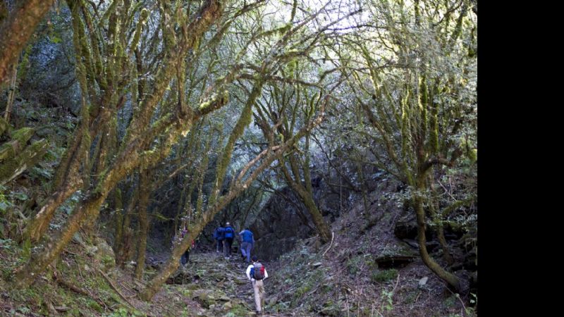 Este domingo 31, caminata a los Bosques de Arrayanes