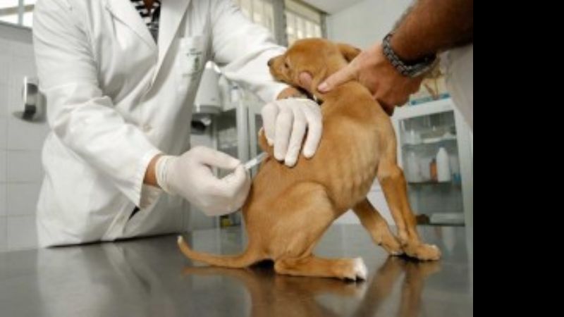 Vacunación antirrábica preventiva en Zoonosis por casos registrados en Jujuy y Salta