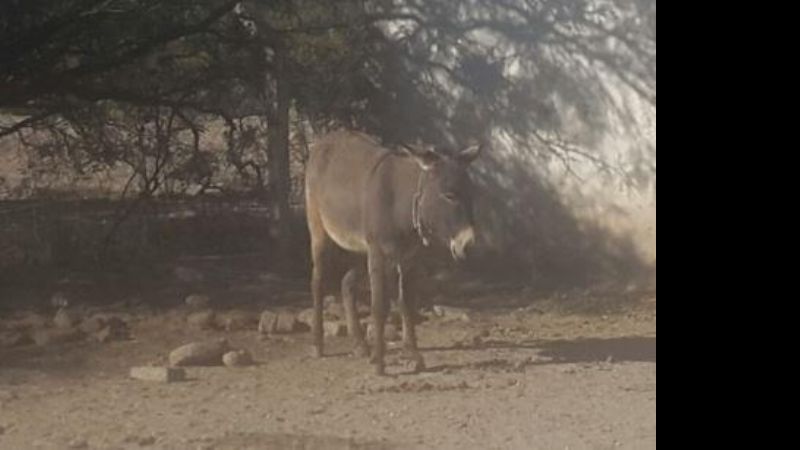 Nuevo secuestro de animales sueltos