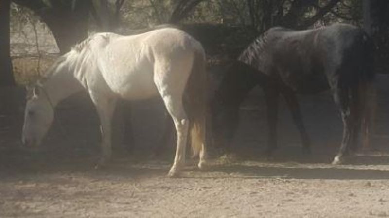 Nuevo secuestro de animales sueltos