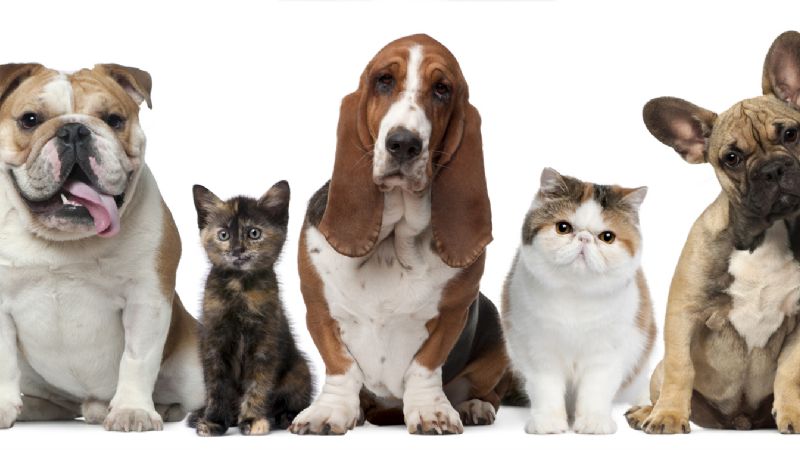 Este domingo, desfile de mascotas en la Plaza El Aborigen