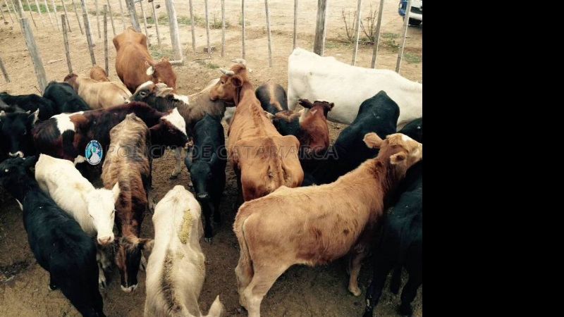 Secuestran más animales en La Paz