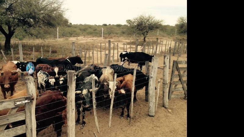 Secuestran más animales en La Paz