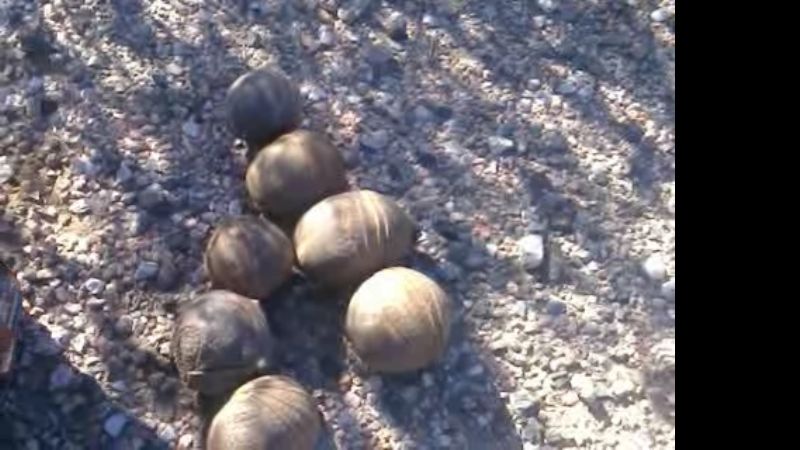 Secuestran y liberan animales