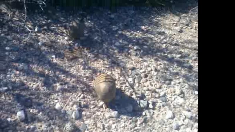 Secuestran y liberan animales