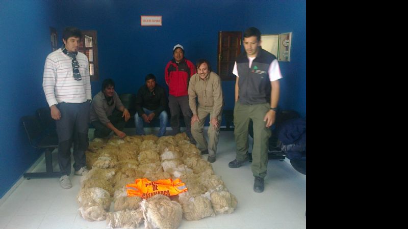 Procedimiento contra el tráfico ilegal de fibra de vicuña en Laguna Blanca