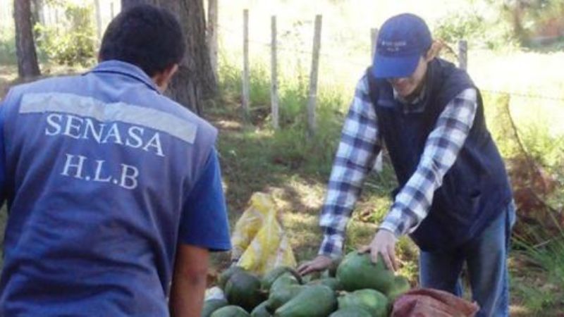 Refuerzan controles en el NOA ante el “inminente ingreso del HLB”