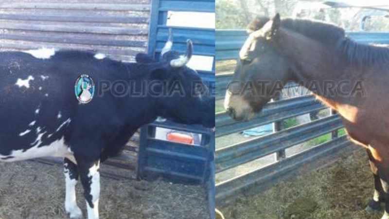 Secuestran animales sueltos en Capayán