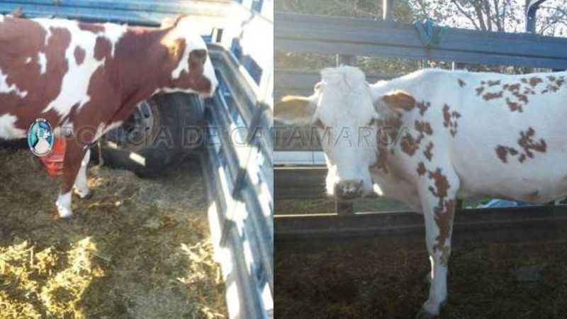 Secuestran animales sueltos en Capayán