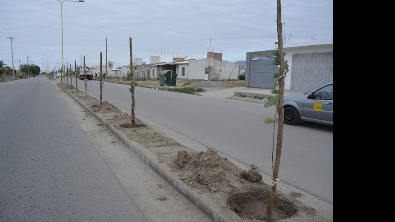 Nuevos trabajos de forestación