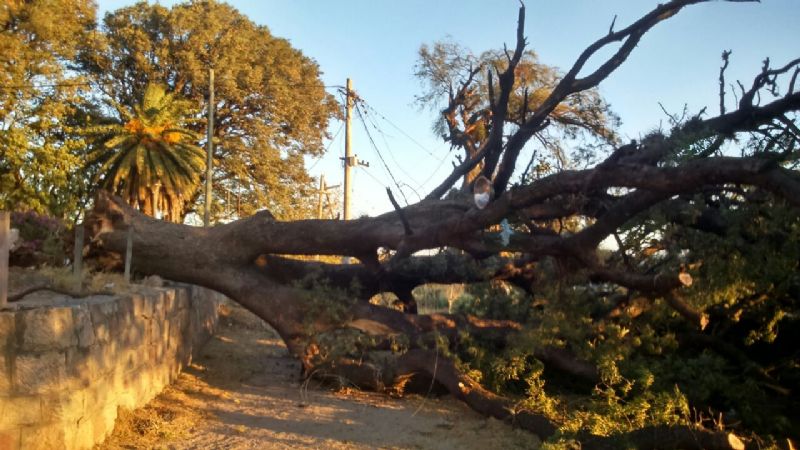 El fuerte viento volteó un árbol y una torre de energía