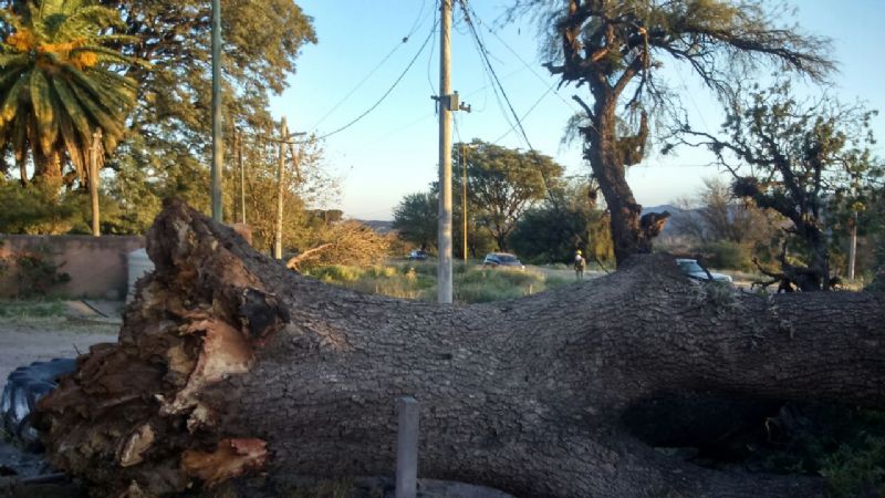El fuerte viento volteó un árbol y una torre de energía