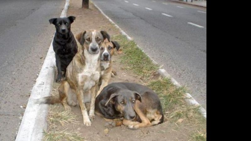 Legislarán la tenencia responsable de mascotas