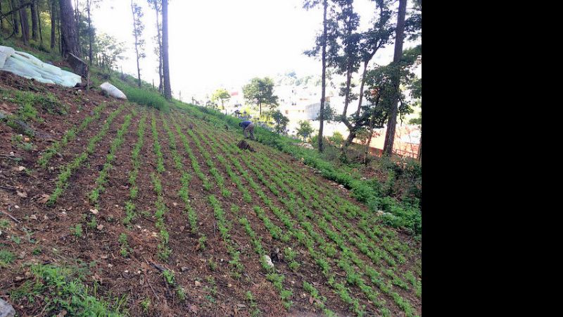 Una vía para la autosustentabilidad, en San Cristobal de las Casas